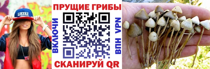 Псилоцибиновые грибы прущие грибы Верхнеуральск